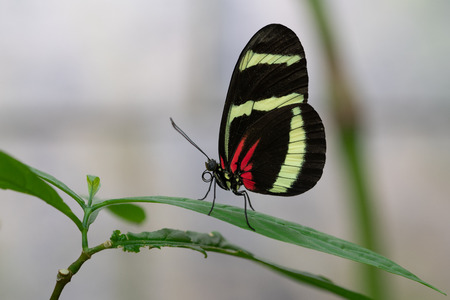 Hewitsons longwing (Heliconius hewitsoni), close-up of the butterflyの写真素材