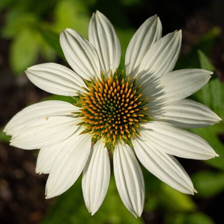 Coneflower (Echinacea purpurea), flowers of summerの写真素材