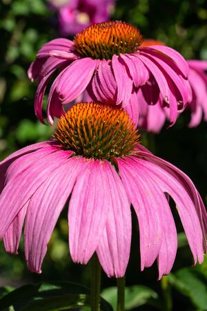 Coneflower (Echinacea purpurea), flowers of summerの写真素材