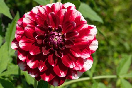 Dahlia (Dahlia), flowers of summerの写真素材