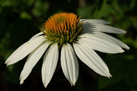 Coneflower (Echinacea purpurea), flowers of summerの写真素材