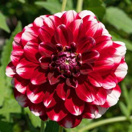 Dahlia (Dahlia), flowers of summerの写真素材