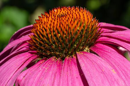 Coneflower (Echinacea purpurea), flowers of summerの写真素材