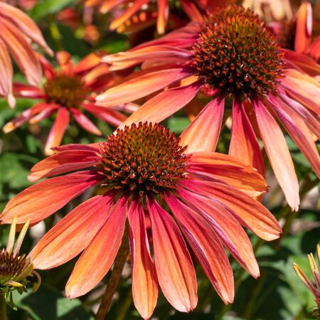 Coneflower (Echinacea purpurea), flowers of summerの写真素材