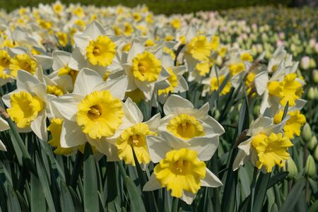 Daffodil (Narcissus), flowers of springtimeの写真素材