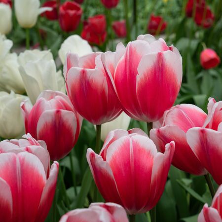 Tulip (Tulipa), close up of the flower of springの写真素材