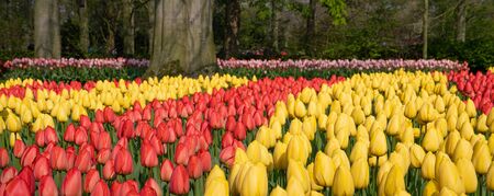 Tulip (Tulipa), close up of the flower of springの写真素材