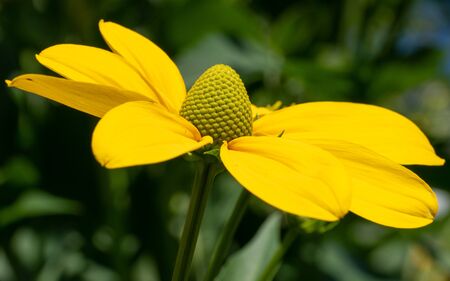 Shiny Coneflower (Rudbeckia nitida), flowers of summerの写真素材