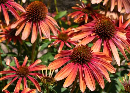 Coneflower (Echinacea purpurea), flowers of summerの写真素材