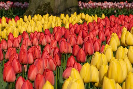 Tulip (Tulipa), close up of the flower of springの写真素材