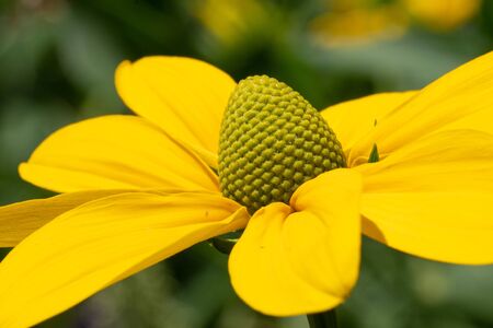Shiny Coneflower (Rudbeckia nitida), flowers of summerの写真素材