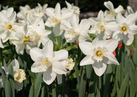 Daffodil (Narcissus), flowers of springtimeの写真素材