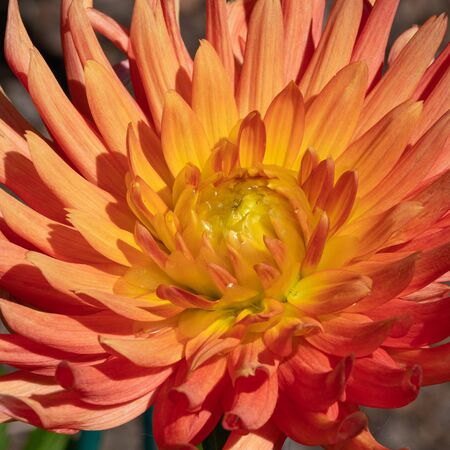Dahlia (Dahlia), flowers of summerの写真素材