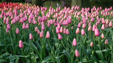 Tulip (Tulipa), close up of the flower of springの写真素材