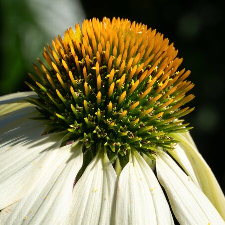 Coneflower (Echinacea purpurea), flowers of summerの写真素材
