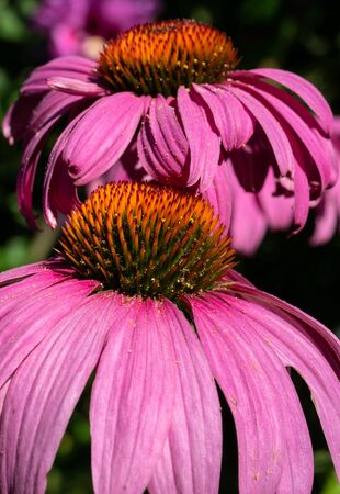 Coneflower (Echinacea purpurea), flowers of summerの写真素材