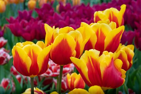 Tulip (Tulipa), close up of the flower of springの写真素材