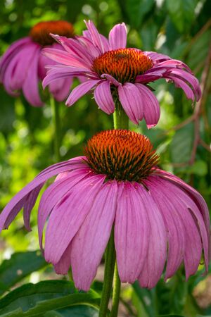Coneflower (Echinacea purpurea), flowers of summerの写真素材