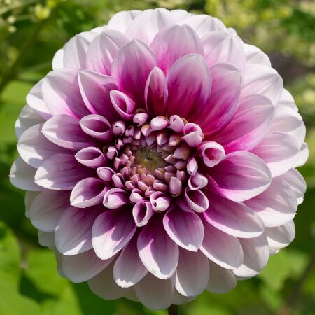 Dahlia (Dahlia), flowers of summerの写真素材