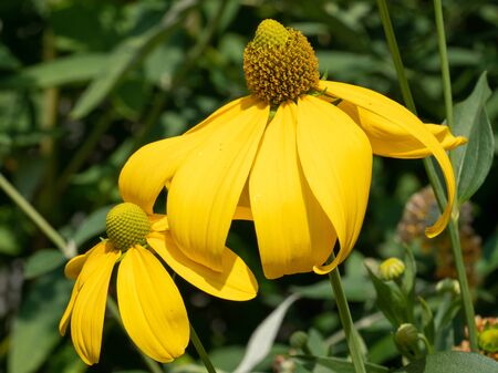 Shiny Coneflower (Rudbeckia nitida), flowers of summerの写真素材