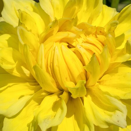 Dahlia (Dahlia), flowers of summerの写真素材
