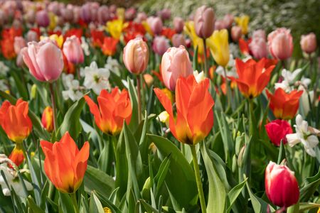 Close up of a colourful flowerbed during springtimeの写真素材