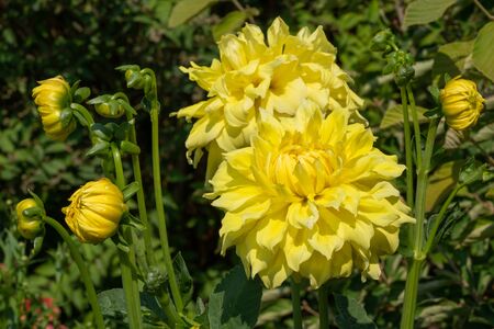 Dahlia (Dahlia), flowers of summerの写真素材