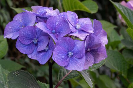 Penny mac (Hydrangea macrophylla), flowers of summerの写真素材