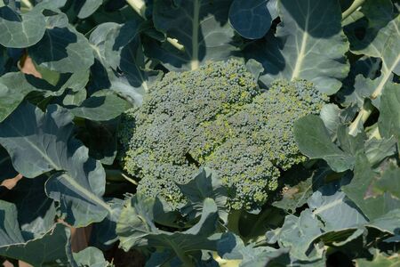 Green food, close up to a broccoli plant, ready to harvestの写真素材