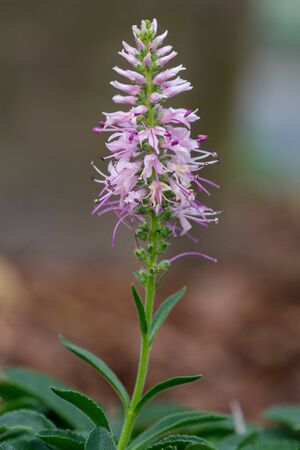Speedwell Inspire Pink (Veronica spicata), close up of the flower headの写真素材
