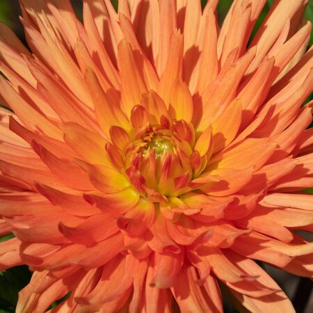 Dahlia (Dahlia), flowers of summerの写真素材