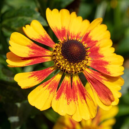Helens Flower (Helenium), flowers of summertimeの写真素材