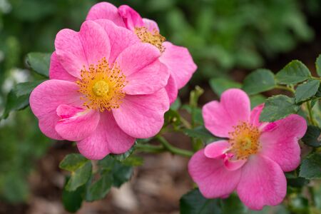 Dwarf rose (Rosa patio), bee-friendly flower of summerの写真素材