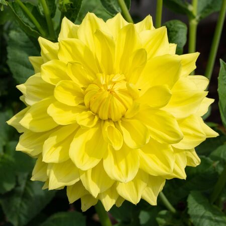 Dahlia (Dahlia), flowers of summerの写真素材