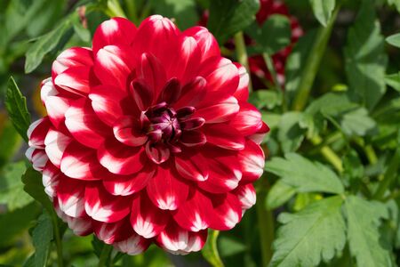 Dahlia (Dahlia), flowers of summerの写真素材