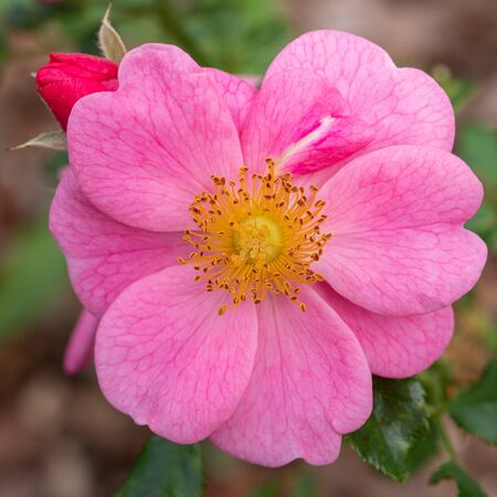 Dwarf rose (Rosa patio), bee-friendly flower of summerの写真素材