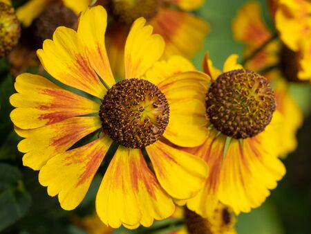 Helens Flower (Helenium), flowers of summertimeの写真素材