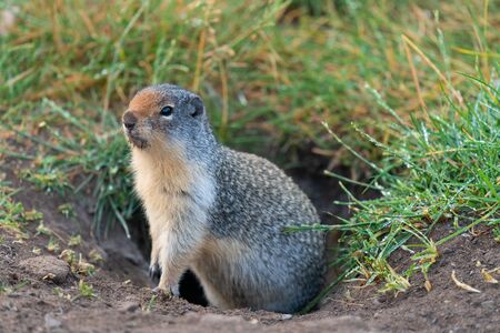 Columbia Ground Squirrel (Urocitellus columbianus) on a meadow after rain, Waterton Lakes National Park, Alberta, Canadaの写真素材