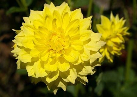 Dahlia (Dahlia), flowers of summerの写真素材