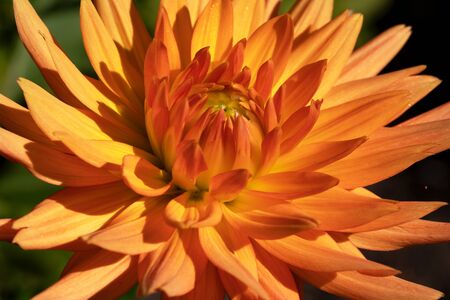 Dahlia (Dahlia), flowers of summerの写真素材