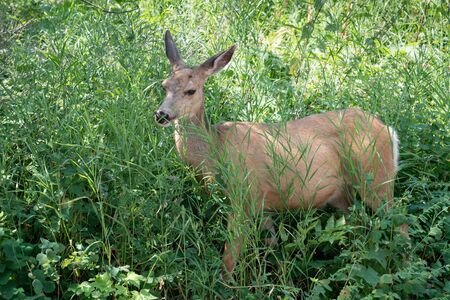 Mule deer (Odocoileus hemionus), image was taken in the Waterton Lakes National Park, Canadaの写真素材