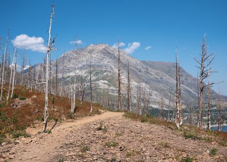 Landscape of the Waterton Lakes National Park with blue sky, Alberta, Canadaの写真素材