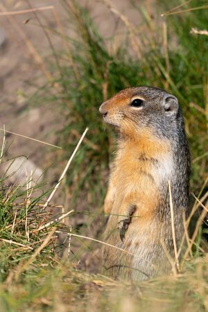 Columbia Ground Squirrel (Urocitellus columbianus) on a meadow, Waterton Lakes National Park,...