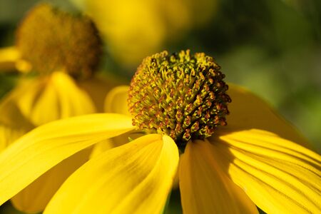 Shiny Coneflower (Rudbeckia nitida), flowers of summerの写真素材