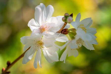 Higan cherry (Prunus subhirtella), close up of the flower headの写真素材
