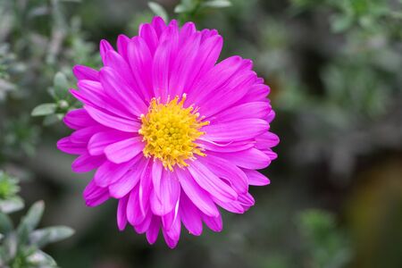 Bushy Aster (Aster dumosus), close up of the flower headの写真素材