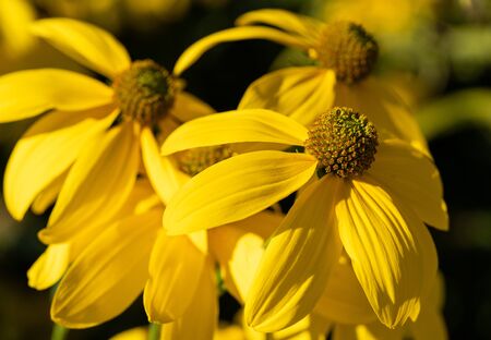 Shiny Coneflower (Rudbeckia nitida), flowers of summerの写真素材