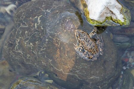 Columbia Spotted Frog (Rana luteiventris), image was taken in the Waterton Lakes National Park,...