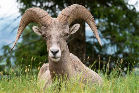 Bighorn sheep (Ovis canadensis), image was taken in the Kootenay National Park, British Columbia, Canadaの写真素材