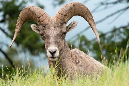Bighorn sheep (Ovis canadensis), image was taken in the Kootenay National Park, British Columbia, Canadaの写真素材